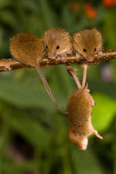 Ngỡ ngàng với loạt ảnh siêu yêu về những chú chuột trong tự nhiên - Ảnh 17