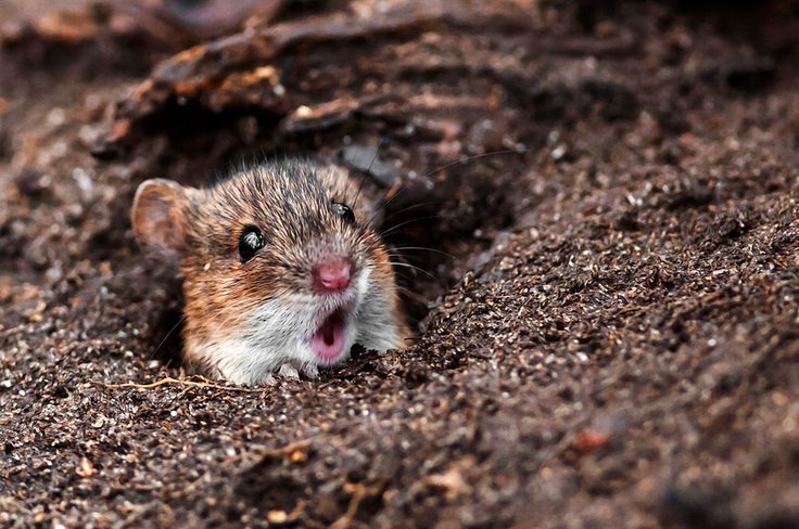 Ngỡ ngàng với loạt ảnh siêu yêu về những chú chuột trong tự nhiên - Ảnh 20