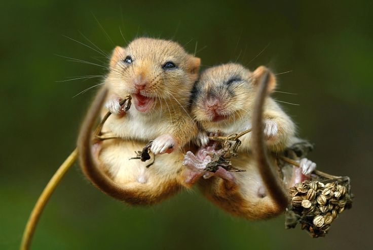Ngỡ ngàng với loạt ảnh siêu yêu về những chú chuột trong tự nhiên - Ảnh 1