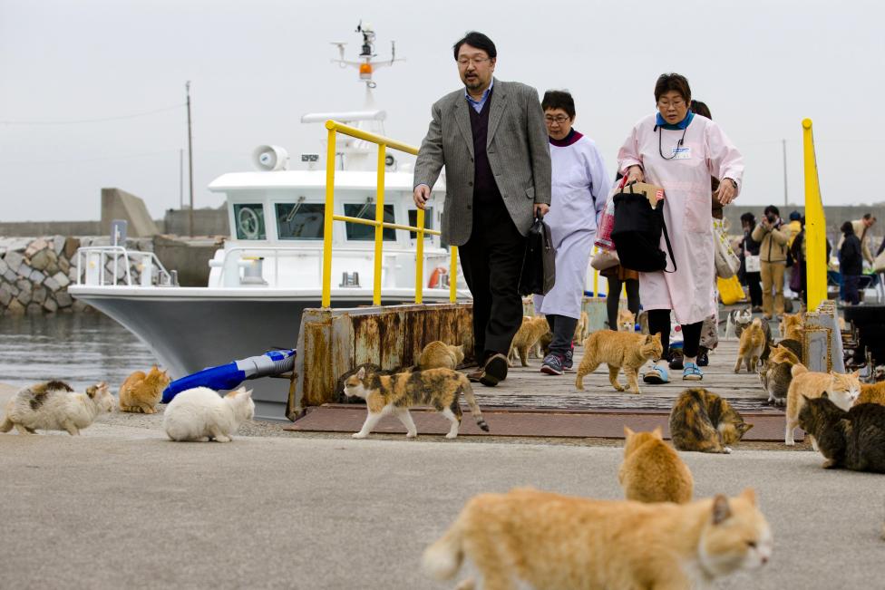 Thăm đảo mèo ở Nhật Bản - Ảnh 4