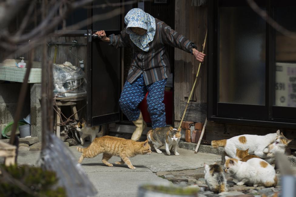 Thăm đảo mèo ở Nhật Bản - Ảnh 6