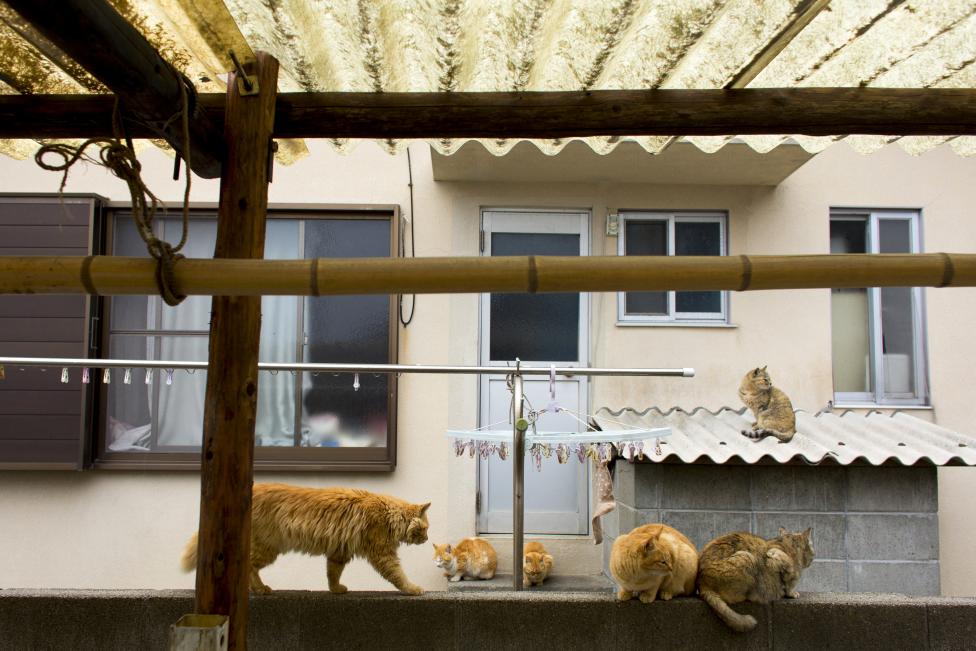 Thăm đảo mèo ở Nhật Bản - Ảnh 8
