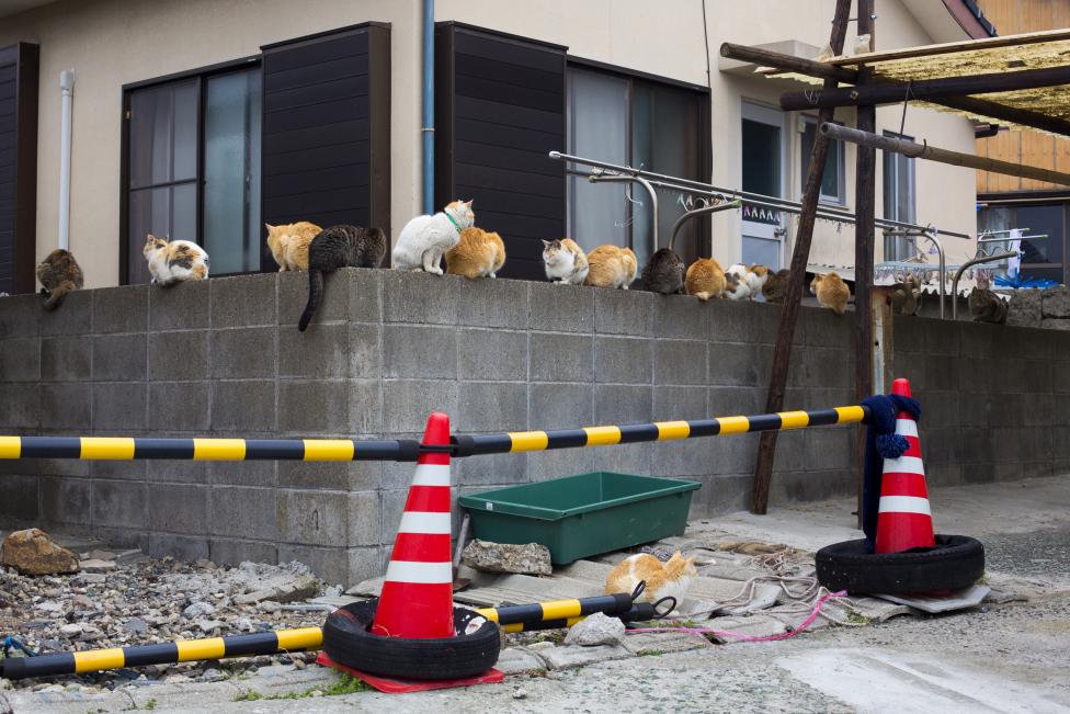 Thăm đảo mèo ở Nhật Bản - Ảnh 9