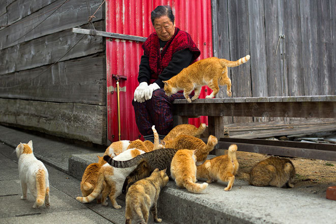 Thăm đảo mèo ở Nhật Bản - Ảnh 10