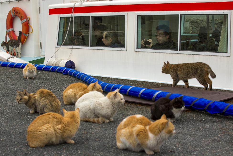 Thăm đảo mèo ở Nhật Bản - Ảnh 11