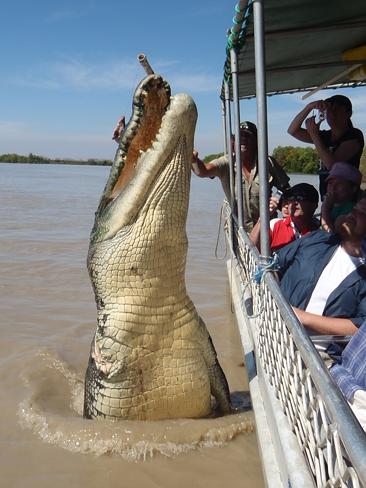 Hình ảnh cá sấu khổng lồ biểu diễn cho du khách thưởng ngoạn