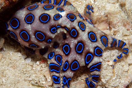 Loài bạch tuộc xanh chứa nọc độc cực nguy hiểm mà bạn có thể chạm trán tại một số vùng biển của Úc