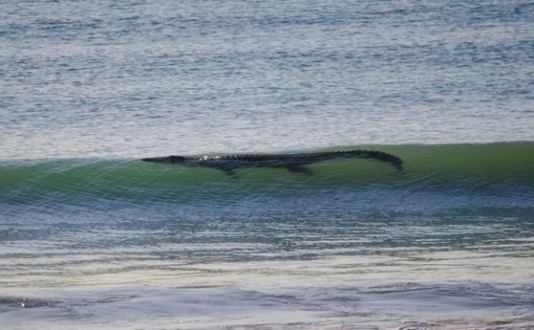 Cá sấu cũng được bắt gặp bơi lượn tung tăng gần bở biển