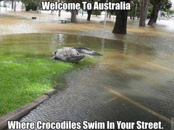 Và hình ảnh cá sấu bơi trên đường phố