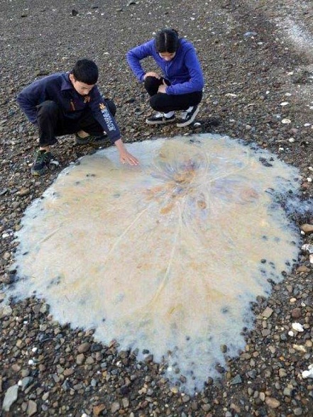 Loài sứa khổng lồ này có thể dìm chết bạn khi đang bơi