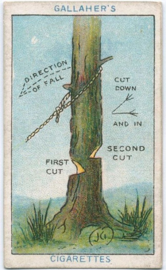 Mẹo chặt cây: Tùy vào việc bạn muốn cây đổ về phía nào, hãy chặt luân phiên theo hình minh họa. Khi chặt được một nửa, hãy chặt ở phía đối diện và cao hơn vài cm. Cuối cùng sử dụng dây thừng để kéo đổ cây