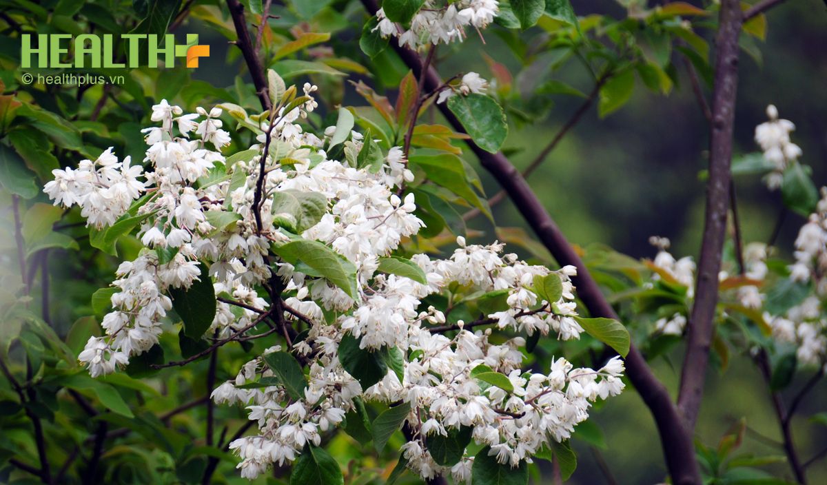 Tháng 4 - Ngắm sắc hoa trắng tinh khôi trên đỉnh Ô Quy Hồ - Ảnh 5