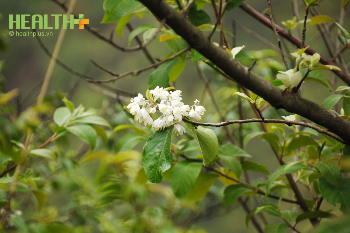 Tháng 4 - Ngắm sắc hoa trắng tinh khôi trên đỉnh Ô Quy Hồ - Ảnh 2