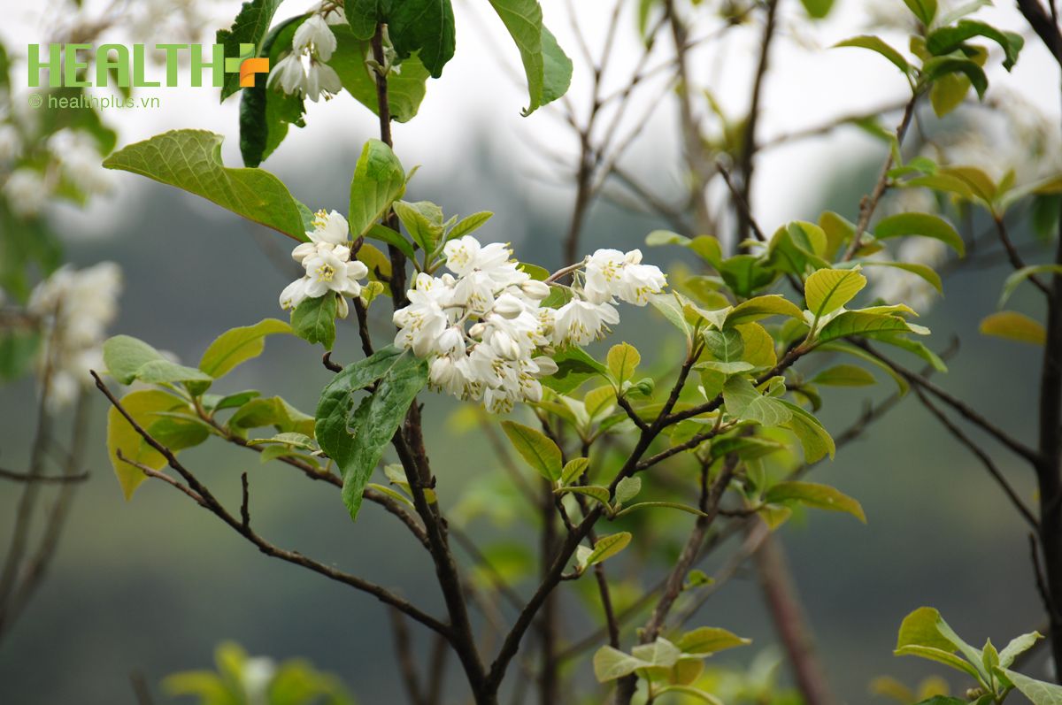 Tháng 4 - Ngắm sắc hoa trắng tinh khôi trên đỉnh Ô Quy Hồ - Ảnh 3