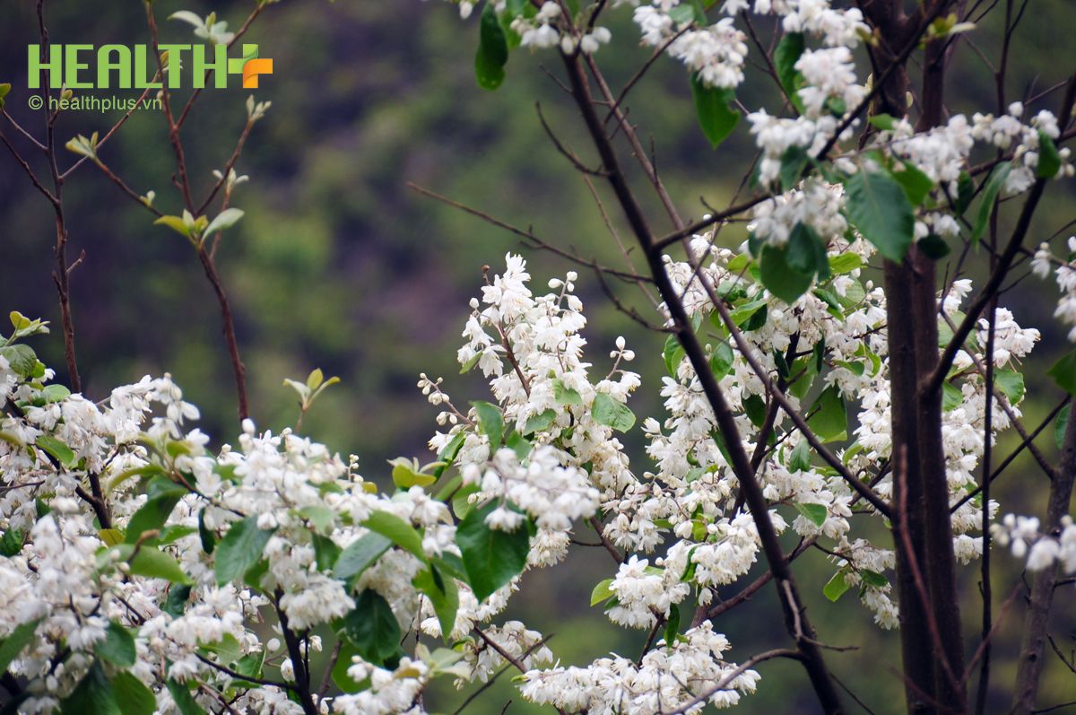 Tháng 4 - Ngắm sắc hoa trắng tinh khôi trên đỉnh Ô Quy Hồ - Ảnh 4