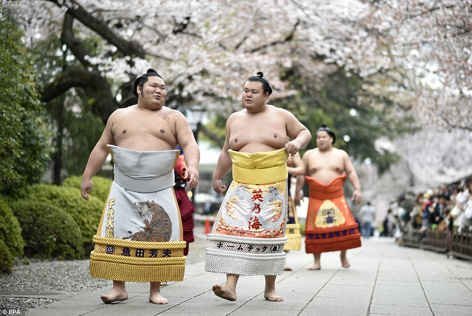 Các đô vật sumo dạo bước vui vẻ dưới tán hoa anh đào trước khi thực hiện nghi lễ cuộc đấu đô vật