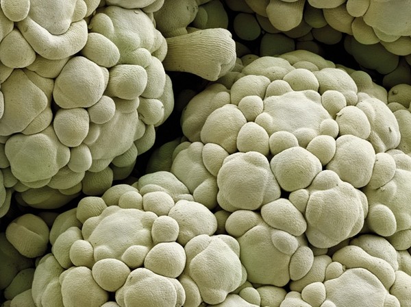 Dưới kính hiển vi với độ phóng đại cao, phần thịt, đầu hoa non của súp lơ hiện lên rõ nét