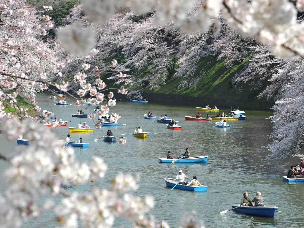 Mùa xuân đã chính thức đến với thành phố Tokyo (Nhật Bản) với sự nở rộ của hoa anh đào tuyệt đẹp.  Ngắm hoa anh đào từ lâu đã trở thành nét văn hóa, giải trí được nhiều người mong đợi