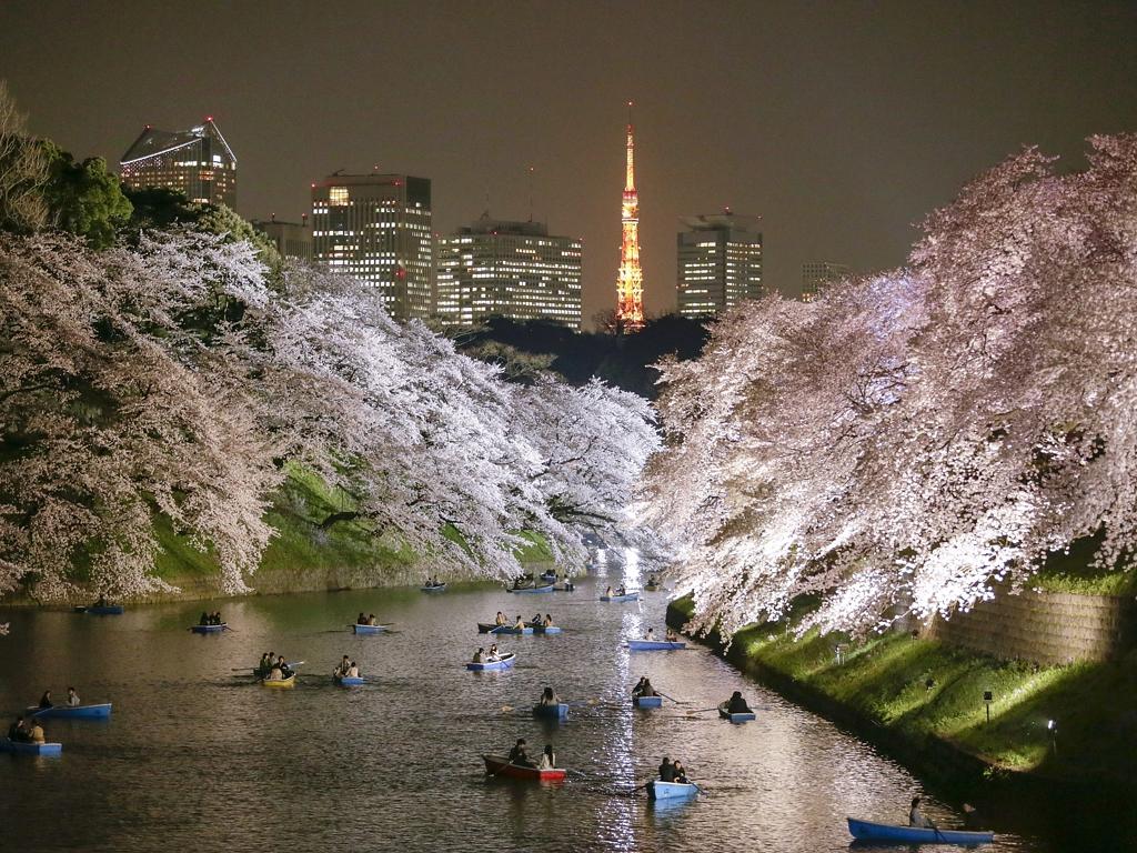 Nhiều người chèo thuyền ngắm hoa anh đào nở rực rỡ về đêm trên dòng kênh Chidorigafuchi ở Tokyo.