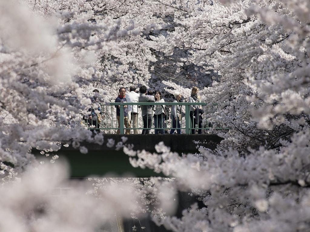 Khung cảnh lãng mạn khi du khách ngắm hoa anh đào trên cây cầu bắc qua dòng kênh Chidorigafuchi , Chiyoda, Tokyo