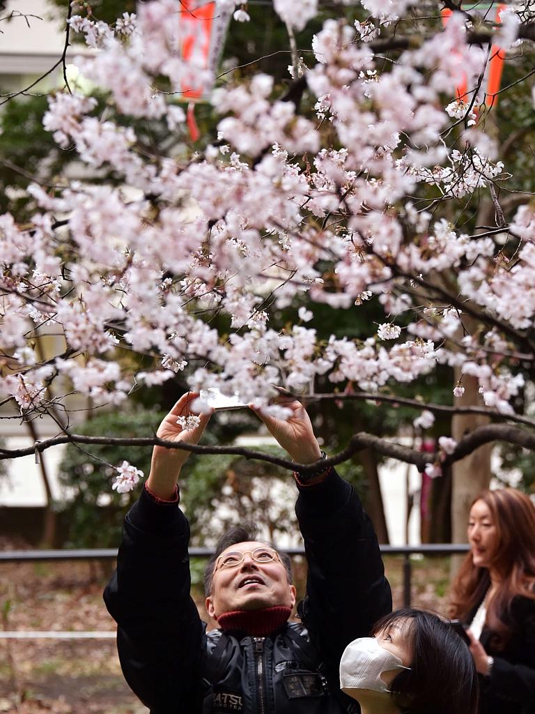 Một du khách đang chụp ảnh hoa anh đào trong công viên thành phố