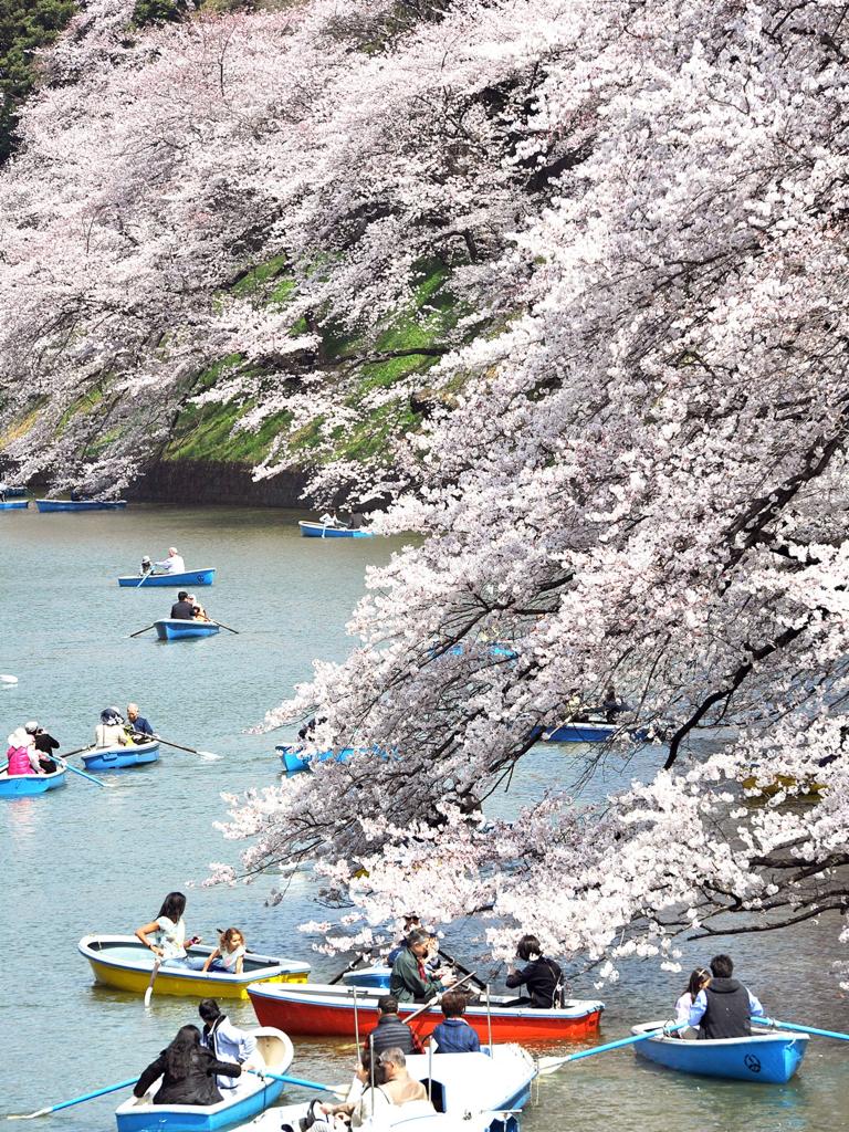 Người dân chèo thuyền  trong khung cảnh lãng mạn của dòng kênh Chidorigafuchi, Chiyoda, Tokyo.