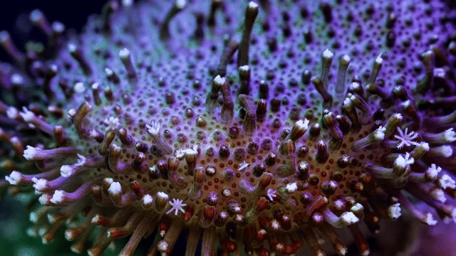 Photo: Vẻ đẹp đến ngỡ ngàng của các cá thể san hô - Ảnh 1