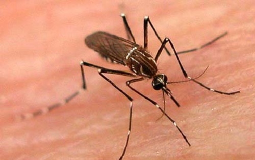 10 biến chứng liên quan đến bệnh sốt xuất huyết - Ảnh 1