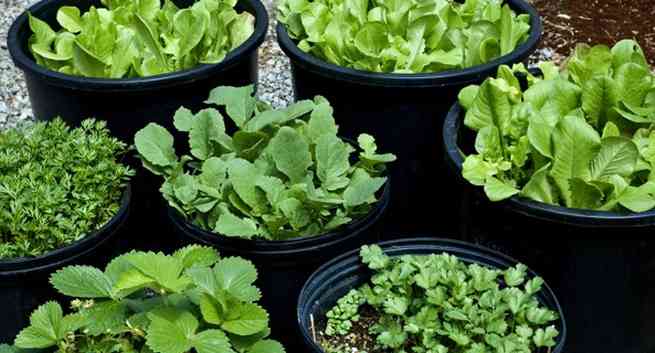 7 loại thảo mộc bạn không nên mua mà tự trồng ngay tại nhà - Ảnh 1