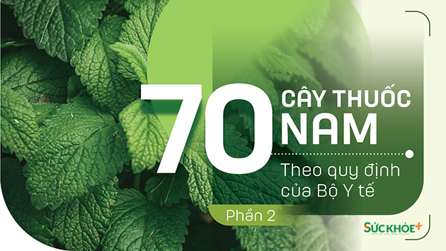 Thuốc Nam trong vườn: 5 loại cây giúp giải độc gan - Ảnh 1